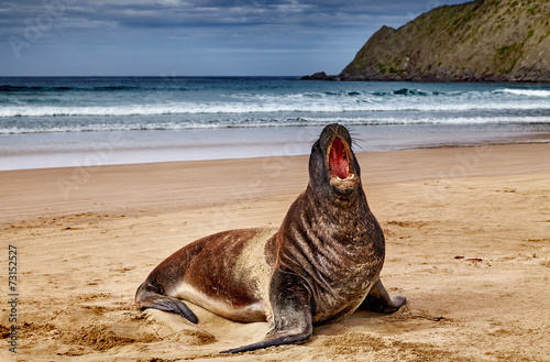 Wild sea lion on the beach, New Zealand