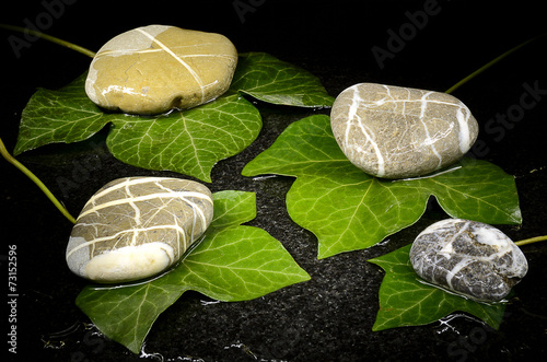 Photography Wet ivy leaves and pebble stones