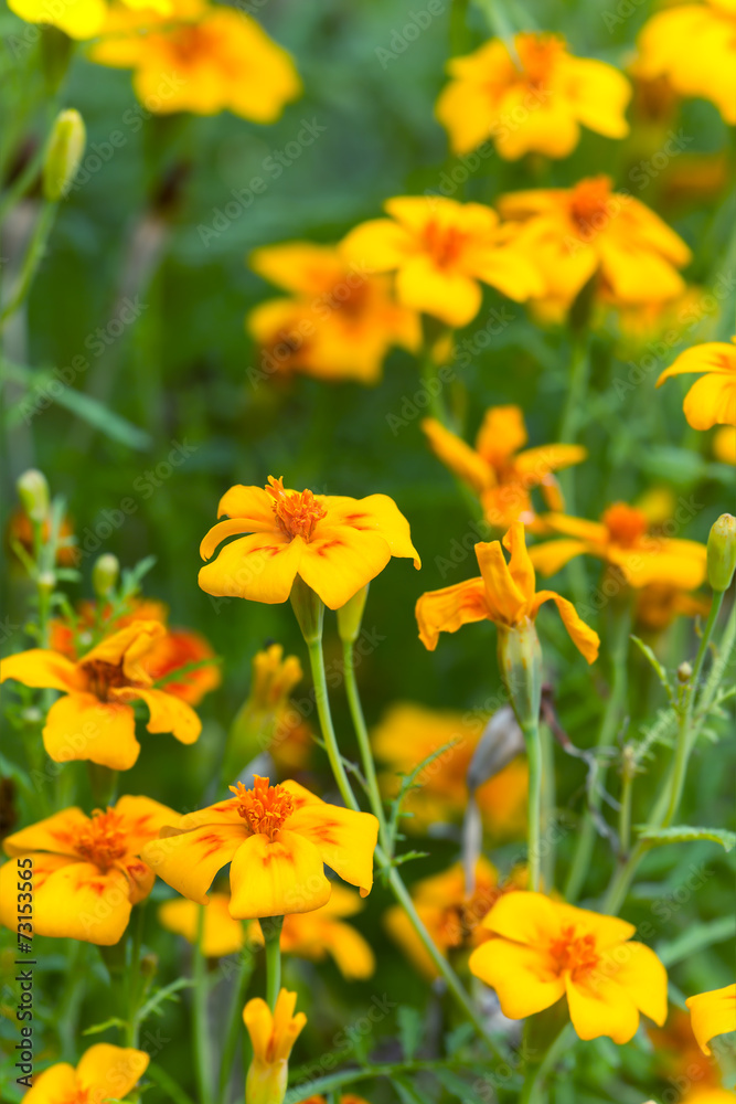 Fototapeta premium Blooming marigolds flowers