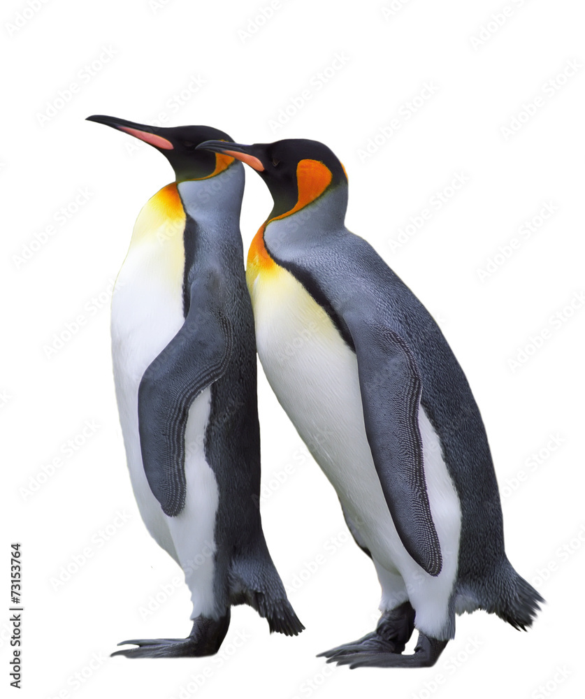 Fototapeta premium Two isolated emperor penguins