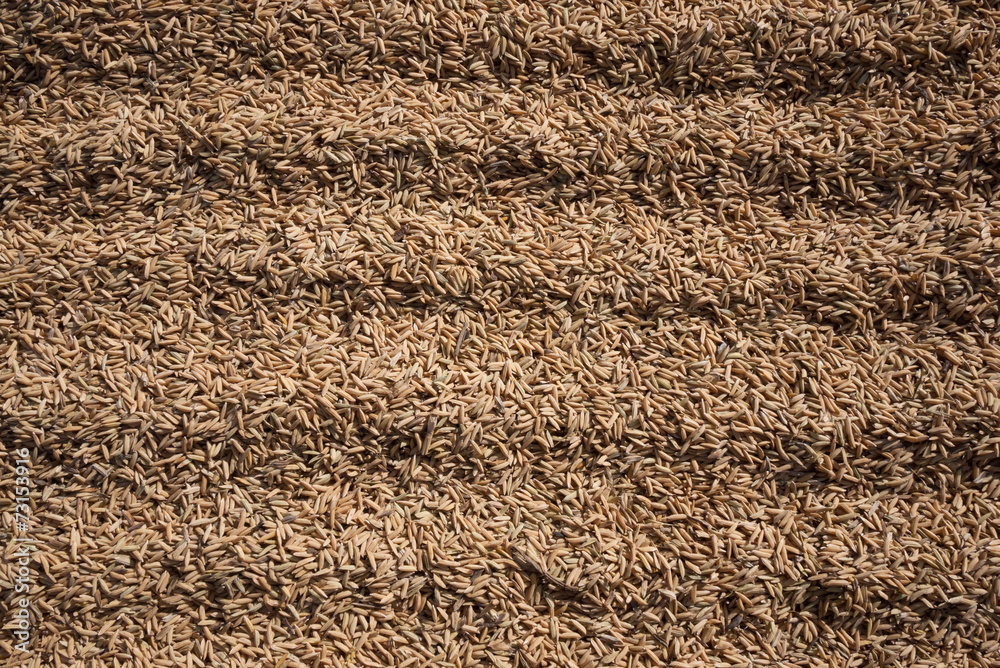 Paddy rice texture
