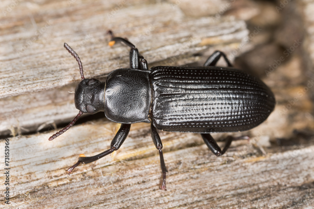 Menephilus cylindricus on wood Menephilus cylindricus on wood