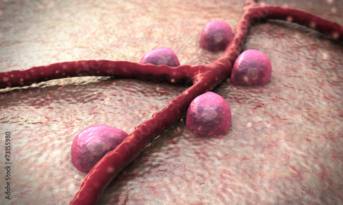 blood vessel, Beta cells