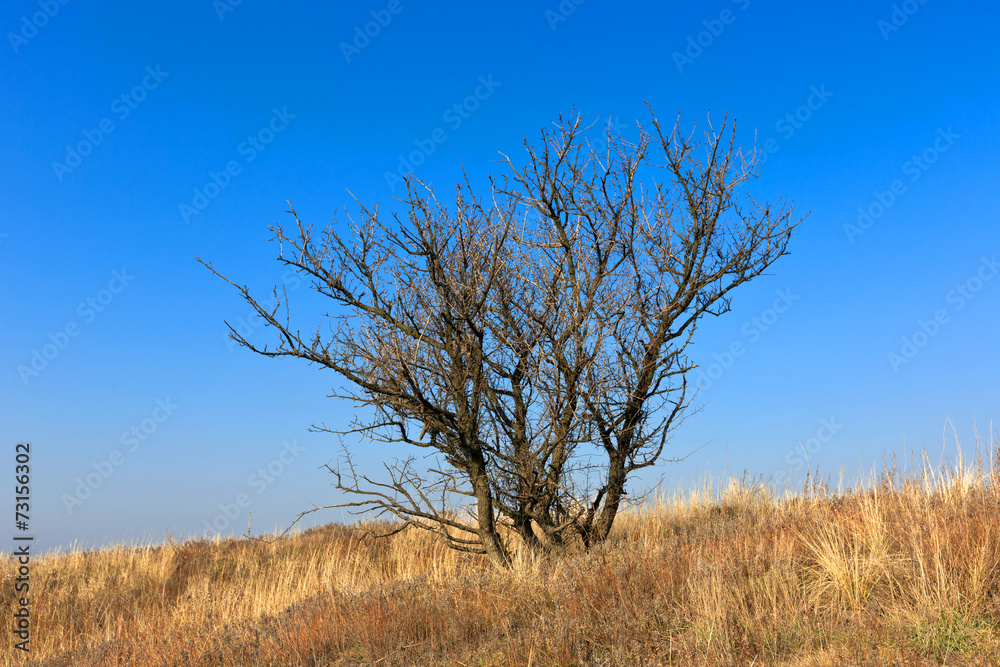 dead tree dead tree