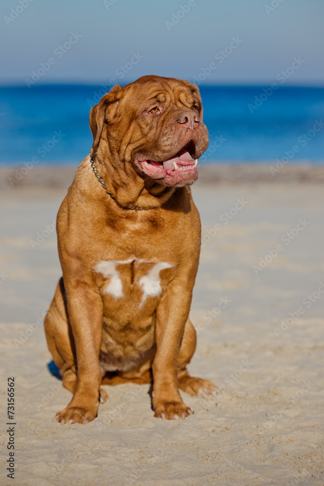 dogue de bordeaux portrait on the beach