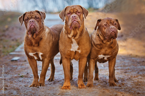 three dogue de bordeaux dogs together photo