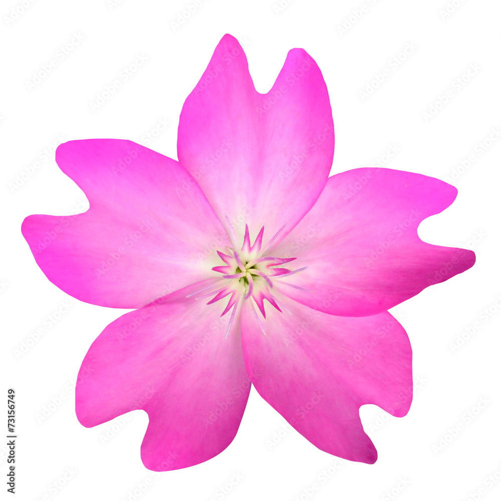 Pink WildFlower Isolated on White Background