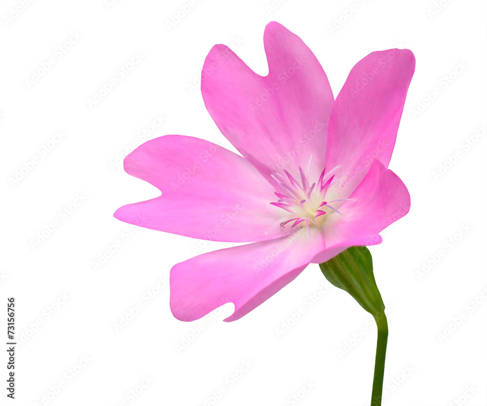 Pink WildFlower with Green Stick Isolated on White Background Pink WildFlower with Green Stick Isolated on White Background