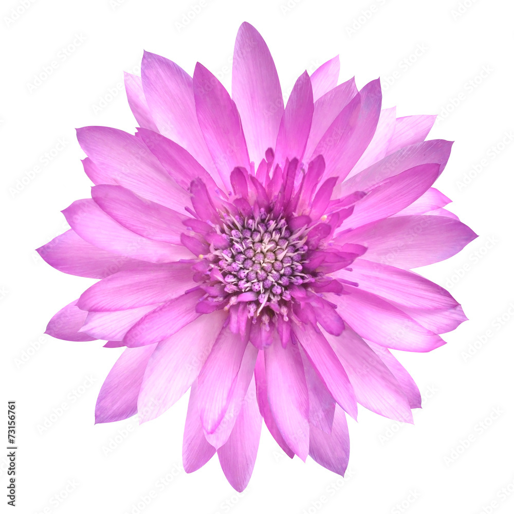 Pink Conflower Flower in Full Bloom Isolated on White