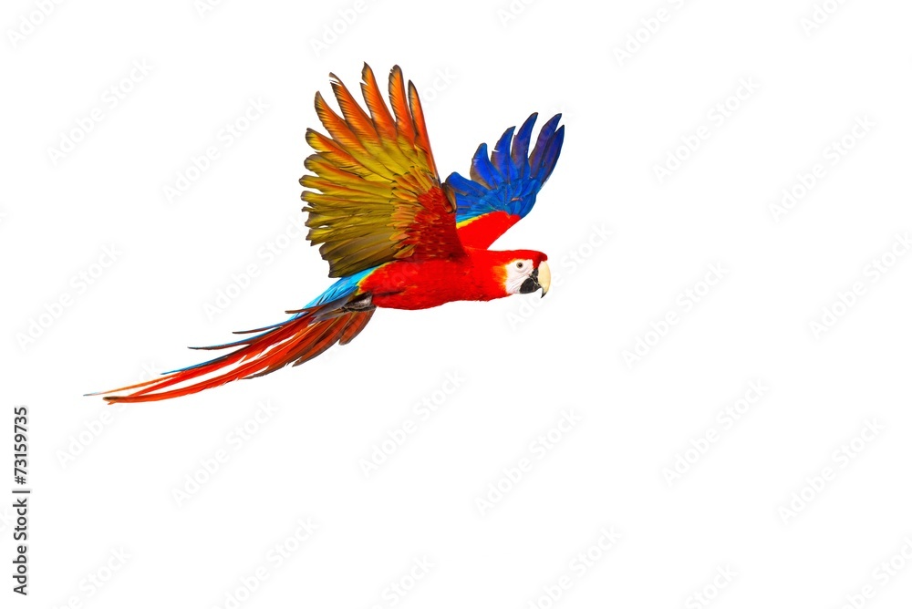 Colourful flying parrot isolated on white - obrazy, fototapety, plakaty 