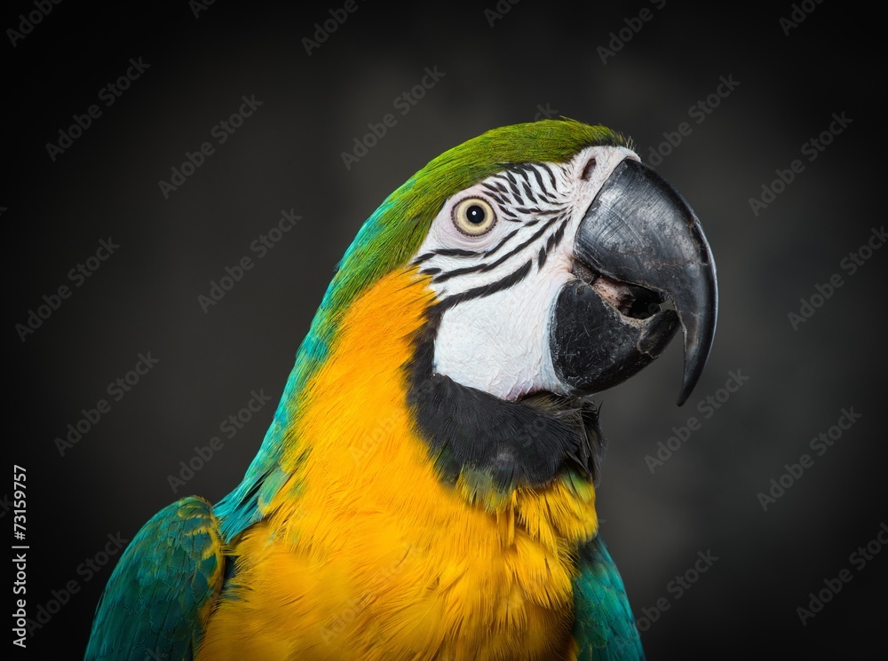 Colourful parrot close-up