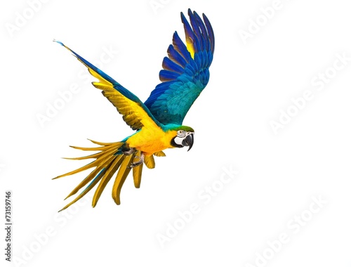 Obraz na plátně Colourful flying parrot isolated on white