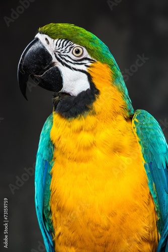 Colourful parrot close-up