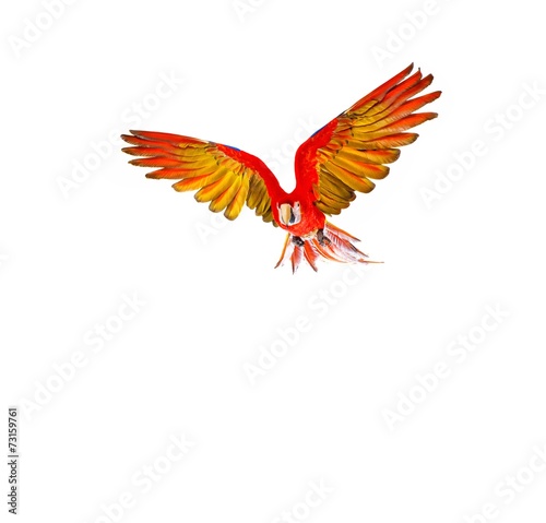 Colourful flying parrot isolated on white