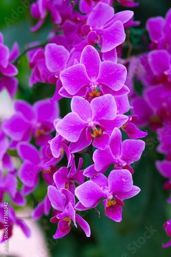 Pink Orchids (Phalaenopsis Hybrid)