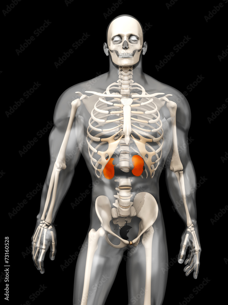 Menschliche Anatomie - Nieren Menschliche Anatomie - Nieren