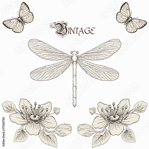 vintage dragonfly, flowers and butterflies drawing