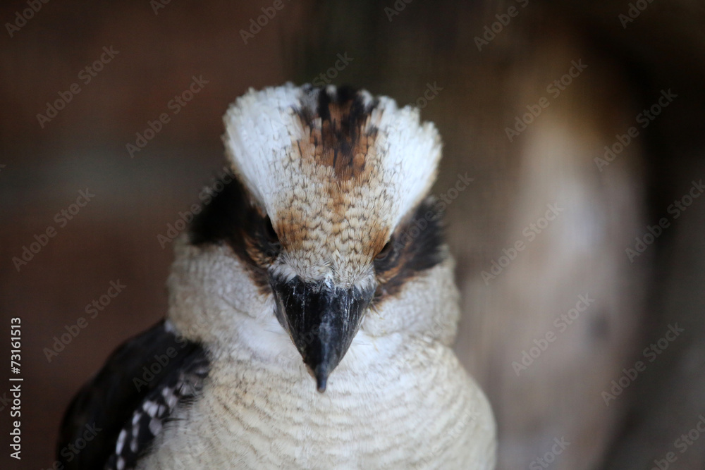Fototapeta premium Kookaburra