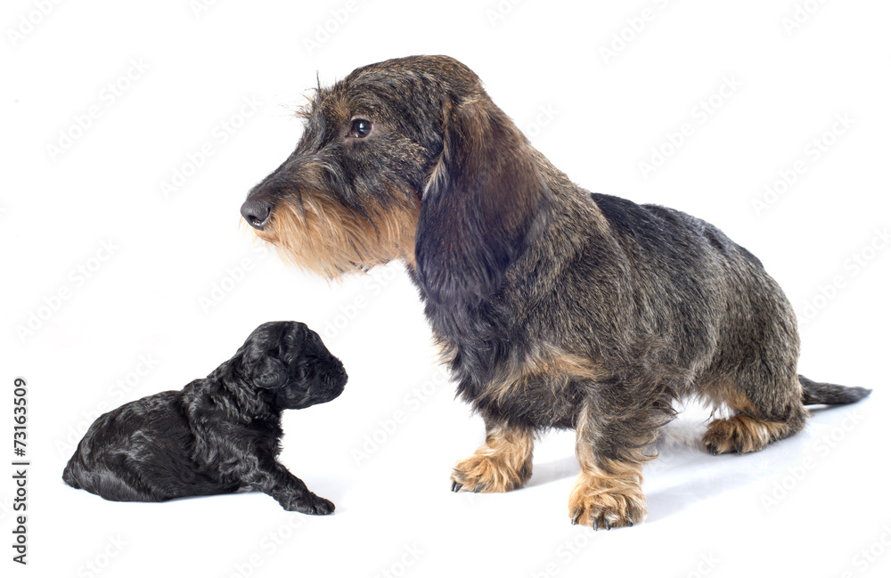 puppy poodle and dachshund