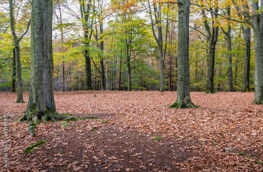 Naklejka premium Stately old oak trees in the autumn forest