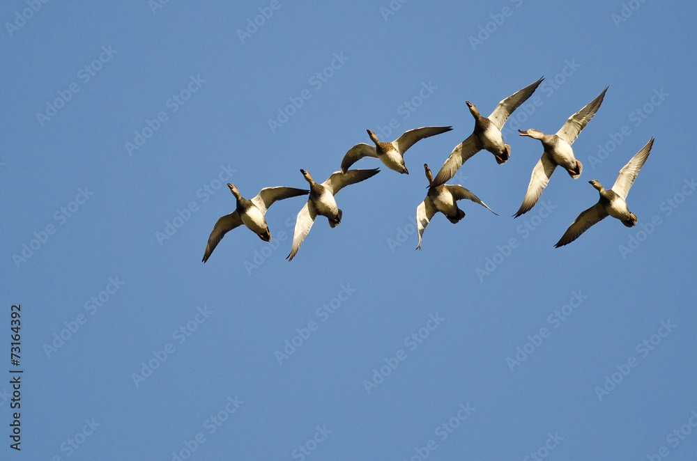 Obraz premium Flock of American Wigeons Flying in a Blue Sky