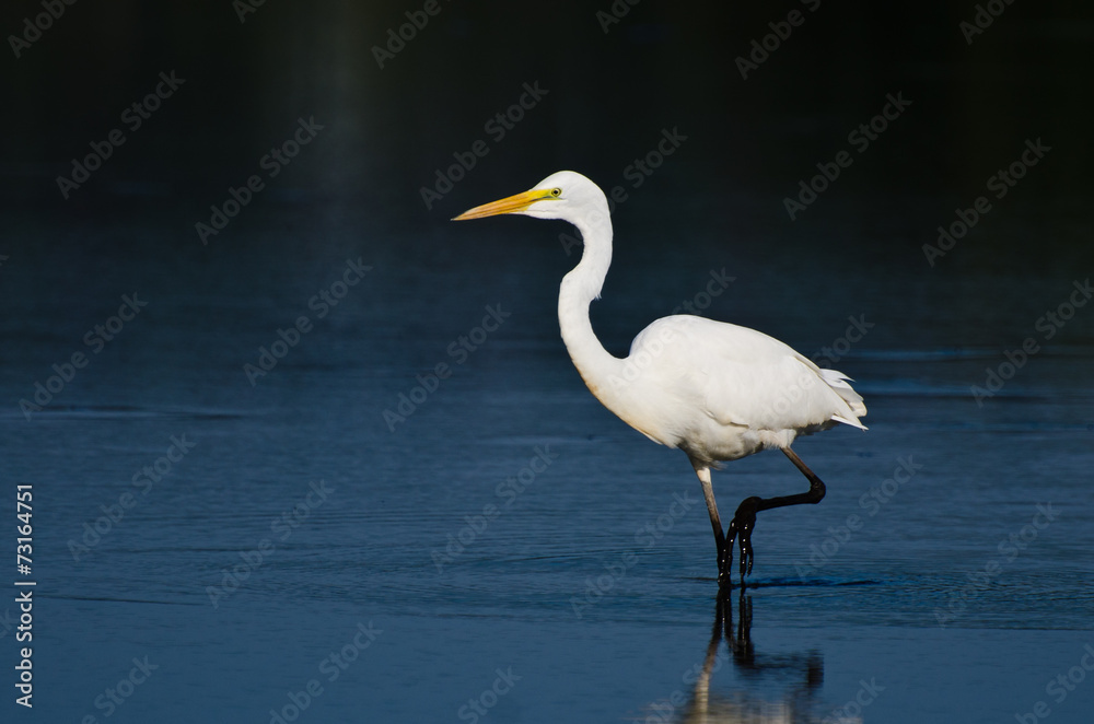 Great Egret Hunting for Fish Great Egret Hunting for Fish