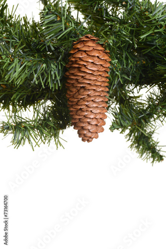 closeup pine cone on tree