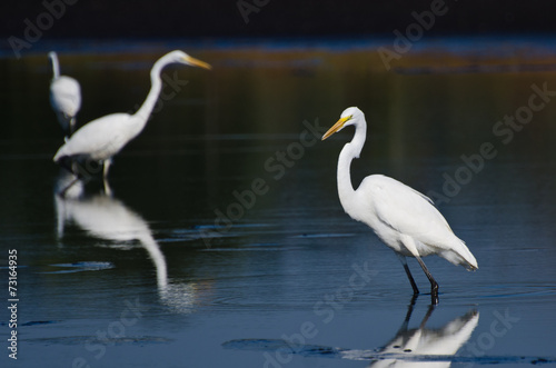 Three Great Egrets Hunting for Fish