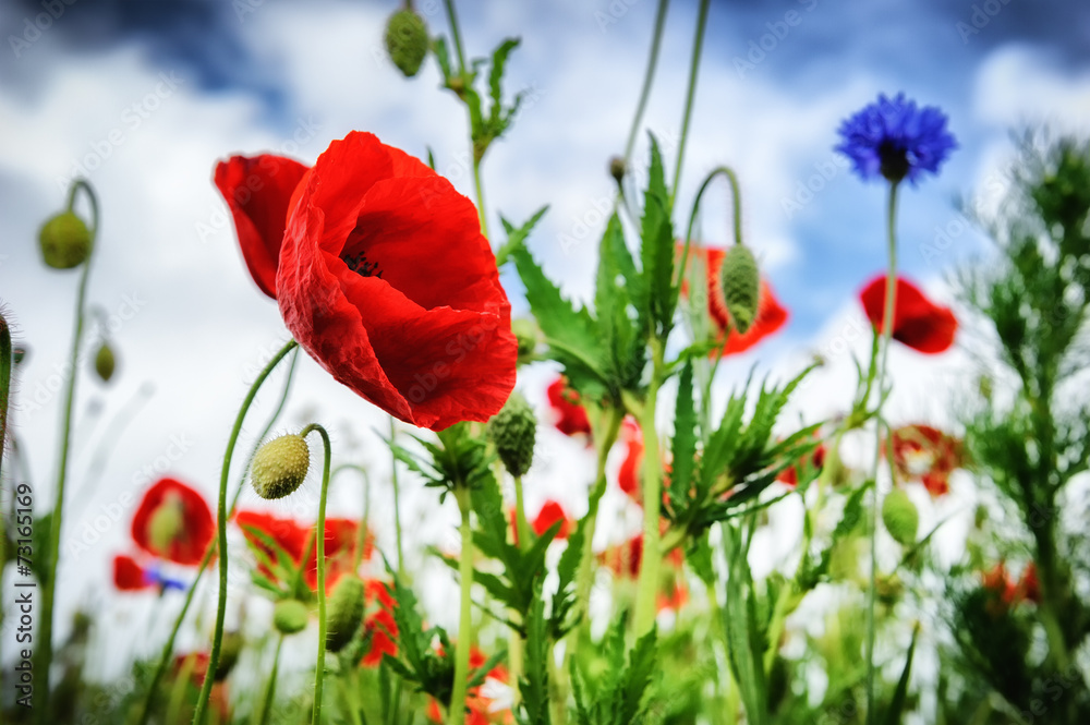 Obraz premium Poppies at summertime