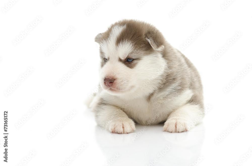Obraz premium Ładny siberian husky szczeniaka na białym tle