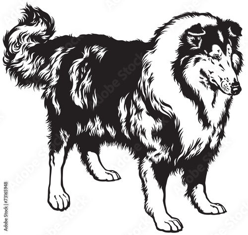 rough collie black white