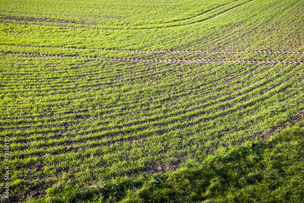 detail of a grass field with side marks detail of a grass field with side marks