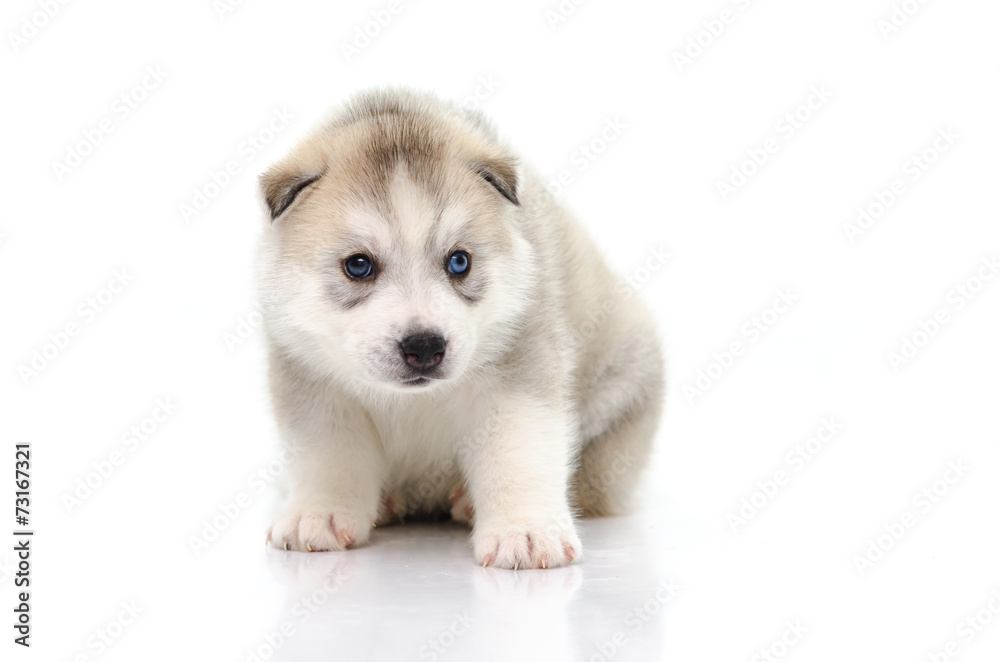 Fototapeta premium Cute siberian husky puppy sitting on white background