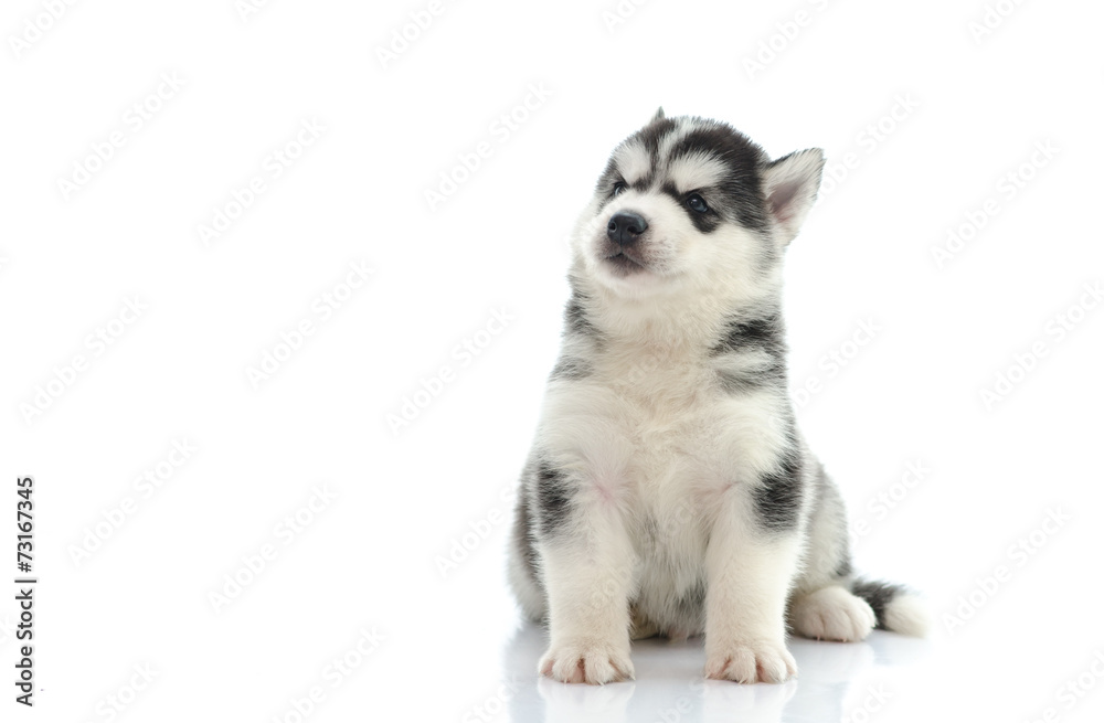 Cute siberian husky sitting and looking up
