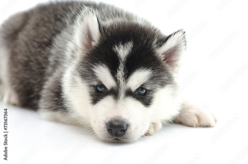 Cute siberian husky laying and looking up