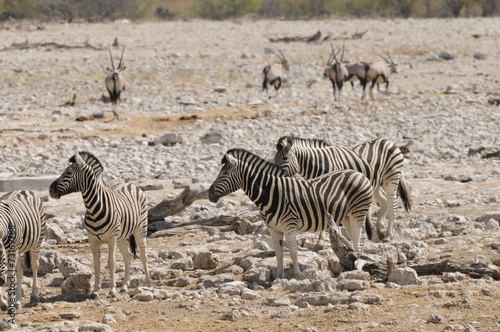 Wasserloch  Okaukuejo  Etosha Nationalpark  Namibia  Afrika