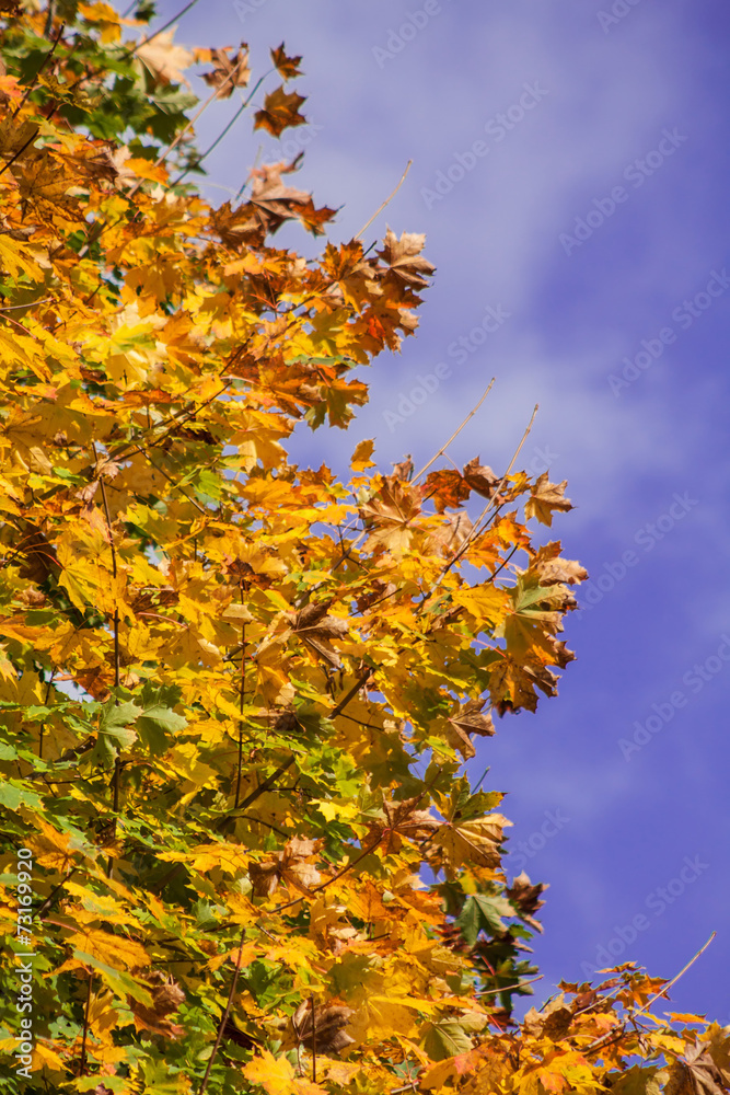 autumn maple leaves autumn maple leaves