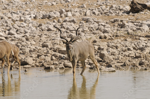 Kudu, Okaukuejo, Etosha Nationalpark, Namibia, Afrika photo