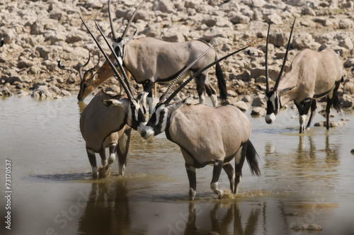 Oryx, Okaukuejo, Etosha Nationalpark, Namibia, Afrika © AndreasJ