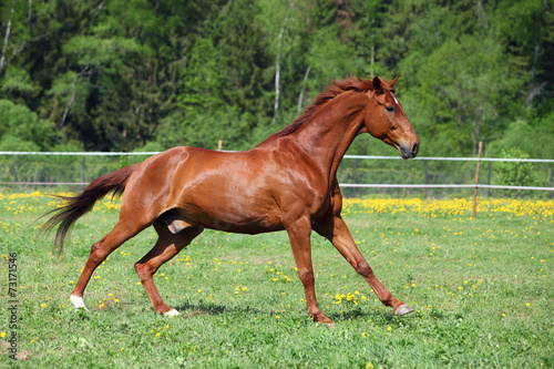 Thoroughbred racehorse runs on a green summer meadow