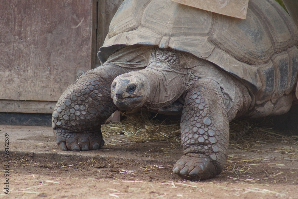 Aldabran Giant Tortoise - Aldabrachelys gigantea Aldabran Giant Tortoise - Aldabrachelys gigantea