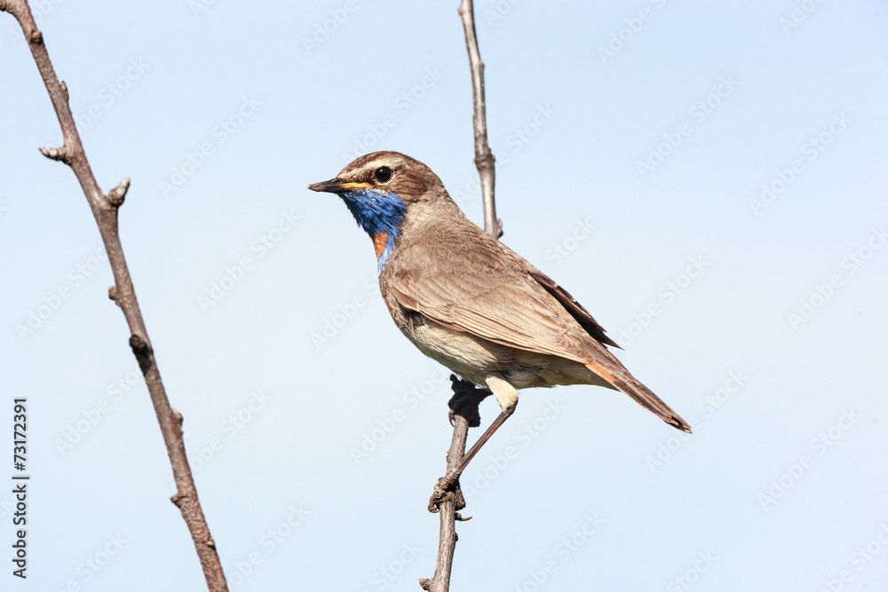 Fototapeta premium Luscinia svecica, Bluethroat.