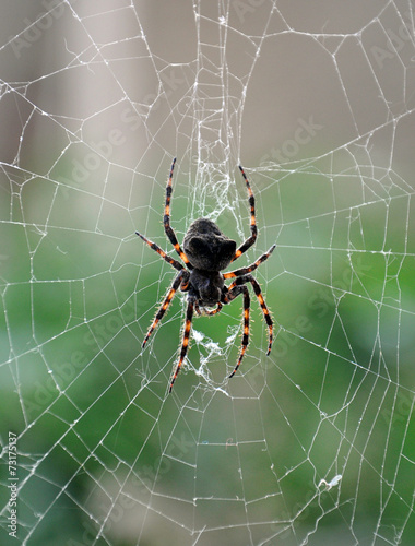 big spider on the web