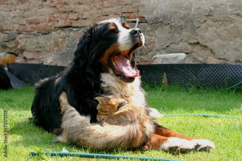 Siesta of dog and cat