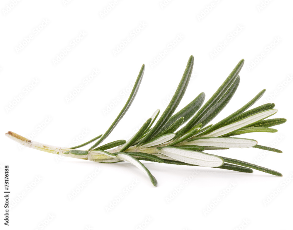 Fototapeta premium rosemary herb spice leaves isolated on white background cutout
