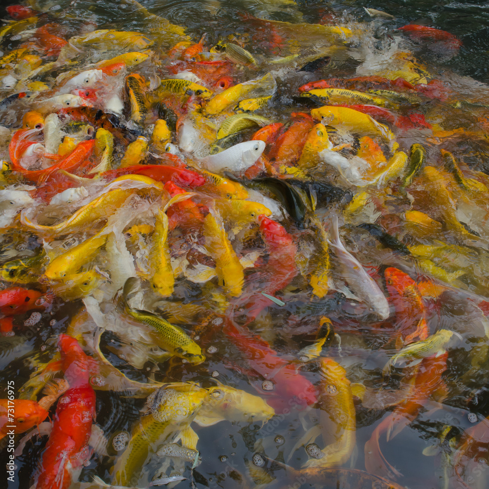 Colorful Koi fish in the pond Colorful Koi fish in the pond