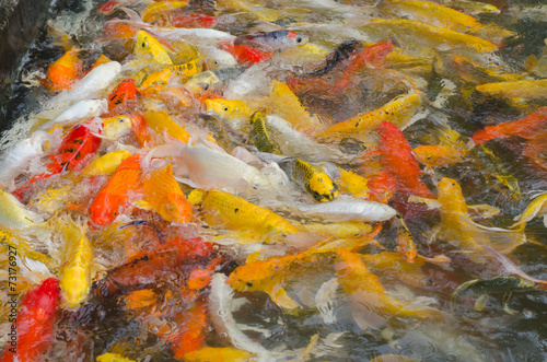 Colorful Koi fish in the pond