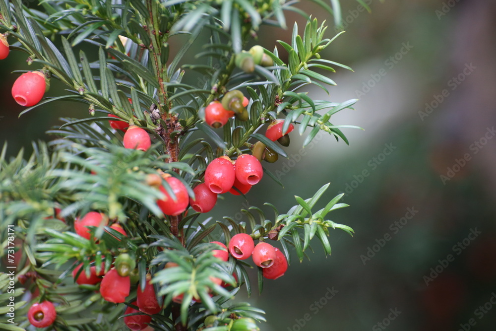Edible red fruits of the european yew (Taxus baccata)