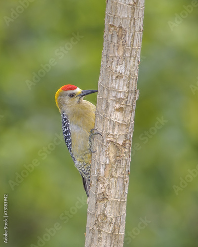 Hoffmanns Woodpecker photo