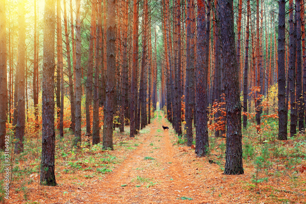 Fototapeta premium Forest in autumn
